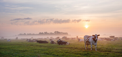 Wall Mural - herd of cows in misty meadow during colorful sunrise in the netherlands