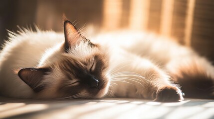 Wall Mural - A serene cat peacefully sleeping in warm sunlight, highlighting its soft fur and tranquility.