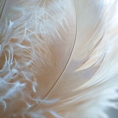 Canvas Print - Close-up of delicate, soft, white and beige feather with intricate details.