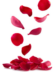 Wall Mural - falling rose petal, isolated on white background, full depth of field