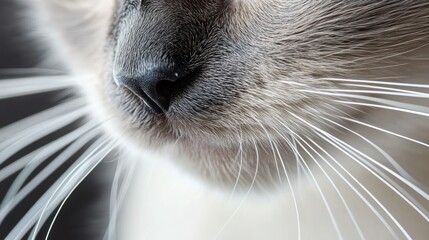 Close-up of a cat's nose and whiskers, showcasing its delicate features.