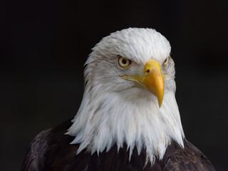 American Eagle on a black background