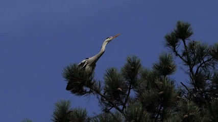 Wall Mural - grey heron sitting on blue screen slow motion