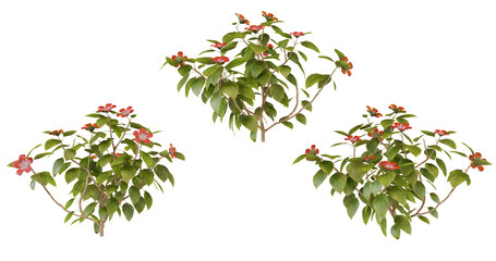 Green Bush with Red Flowers Isolated on transparent Background