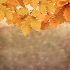 Wall Mural - Autumn background  brown, orange, yellow oak leaves, place for text