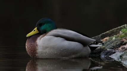 Canvas Print - mallard duck opening and closing eyes slow motion