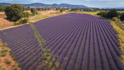 Lavande drone photo