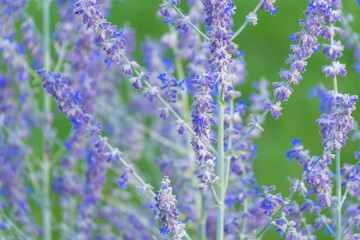 Beautiful purple flowers Salvia yangi. Perovskia atriplicifolia. Russian sage.