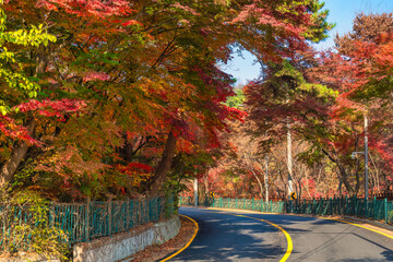 Sticker - Seoul South Korea, red maple tree leaf at Samcheong Park in autumn season