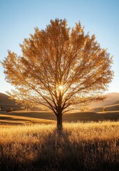 Sticker - Golden sunrise illuminating a solitary tree in a tranquil meadow during autumn