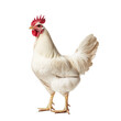 © Lazy_Bear - Full body of white rooster isolated on transparent background. Chicken portrait