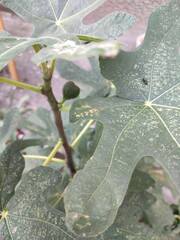 Edible fig (Ficus carica) green leaves and fruit