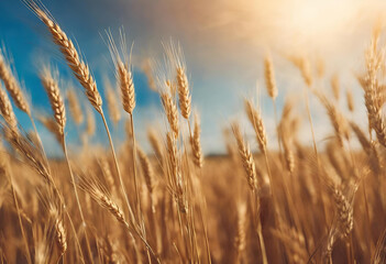 Golden wheat field under a vibrant sky at sunset with fluffy clouds enhancing the picturesque landscape