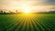 © amankris99 - A tranquil landscape showcasing a lush green field at sunrise, with vibrant rays illuminating the horizon and palm trees in the background.