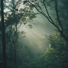 Poster - Sunbeams penetrate through dense foliage in a misty forest.