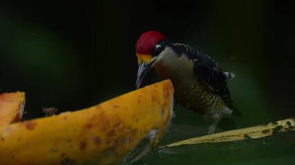 Wall Mural - woodpecker on the fruit feeder. black-cheeked woodpecker, animal behaviour, sitting on the branch wi