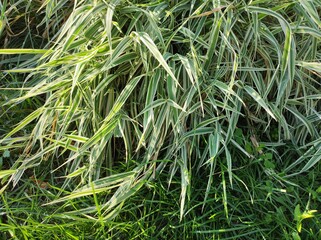 Ribbon grass (Phalaris arundinacea), ornamental flower