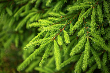 Close-up of green fir tree branches.