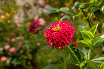 Common zinnia (Zinnia elegans Jacq.) in Izmir, Turkey Local name: Dirty lady flower