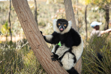 lemur in natural environment Madagascar.Close-up, cute primate