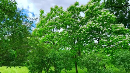 Sticker - Catalpa trees in blossom in Kyiv Botanical Garden, Ukraine