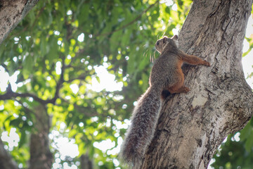 Variegated Squirrel or Sciurus variegatoides a typical squirrel in central america, with dark brown and orange fur. Standing on a tree with leaves