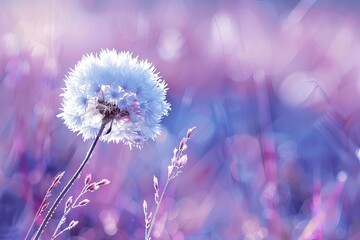 Wall Mural - dandelion in purple tones copy space