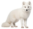 © Rawpixel.com - PNG Arctic fox wildlife mammal animal.