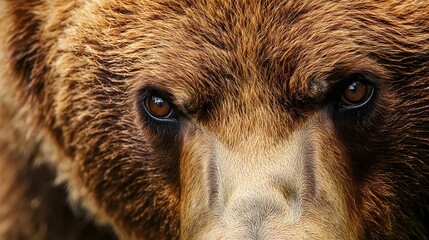 A close-up of a brown bear's face, highlighting its expressive eyes and thick fur, set against a soft, light-colored background,No blurriness