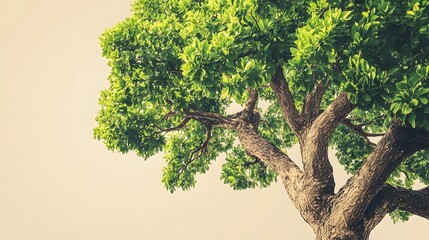 A full tree with a thick trunk and lush green leaves, set against a light solid color background, showcasing the vibrant details of the bark and foliage,No blurriness