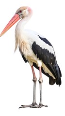 Wall Mural - Marabou Stork Bird with White Background, Realistic Photo, Wallpaper, Cover and Screen for Smartphone, PC, Laptop, 9:16 and 16:9 Format