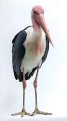 Wall Mural - Marabou Stork Bird with White Background, Realistic Photo, Wallpaper, Cover and Screen for Smartphone, PC, Laptop, 9:16 and 16:9 Format