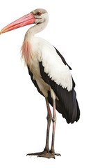 Poster - Marabou Stork Bird with White Background, Realistic Photo, Wallpaper, Cover and Screen for Smartphone, PC, Laptop, 9:16 and 16:9 Format