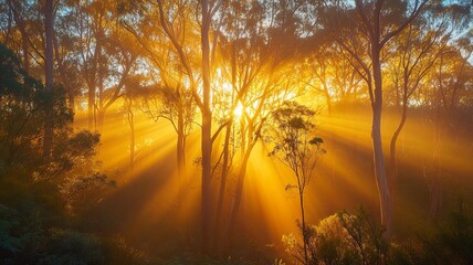 Golden hour tree light. Sunbeams stream through branches of eucalyptus forest in New South Wales, Australia