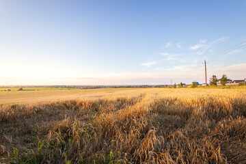 Wall Mural - A field of dry grass with a blue house in the distance