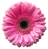 PNG Vibrant pink gerbera daisy flower