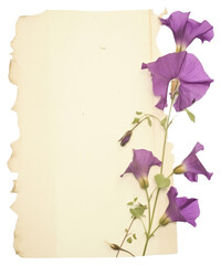 Wall Mural - PNG Morning glory ripped paper purple text graphics.