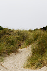 Wall Mural - Sand Path On Dune With Green Sea Grass And Overcast Sky