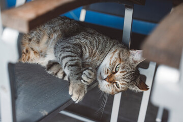 A relaxed tabby cat lying on a chair under a wooden table, with a calm expression. The setting is cozy and inviting, showcasing the cat's fur and posture.