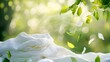 © Olha - eco fresh laundry wash, ecological sustainable environmental natural clothes garment washing detergent. white cotton fabric in green nature background with flying leaves. banner with copy space