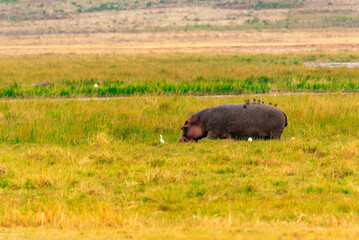 Hippopotamus at Ngorongoro Conservation Area, Tanzania