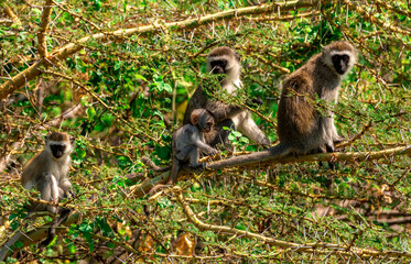 Vervet monkeys at Lake Manyara NP, Tanzania