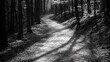 © indyntk - High contrast black and white forest path with deep shadows and bright highlights against a solid black background