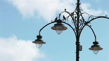 Wall Mural - Bird flying and staying on the top of lamp post