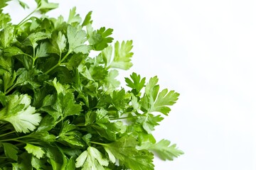 Wall Mural - Fresh organic parsley herb set against a white background Close up with copy space Selective focus image