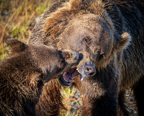 Coastal brown bears settle a dispute