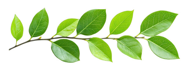 a vibrant green branch featuring lush leaves, perfect for nature-themed designs or organic compositi