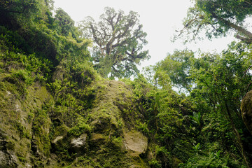 tree in the forest