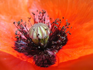 Macro photo of a poppy flower