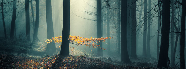 Wall Mural - yellow autumn leaves on a branch of a beech tree standing out in a blue misty forest